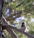 Mountain Chickadee 2450